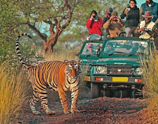 Jaipur Ranthambore Day Tour